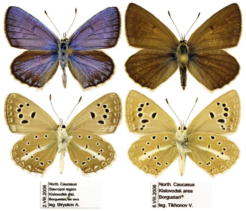 Polyommatus (Agrodiaetus) yurinekrutemko